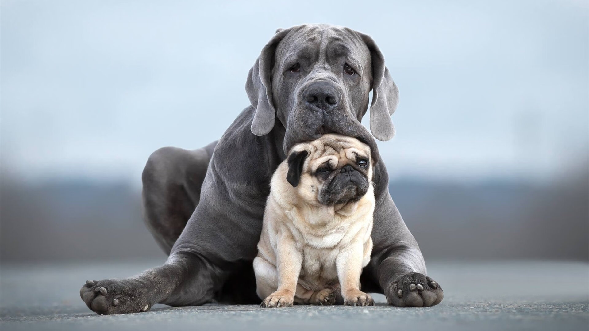 决胜局的双重奏，凯尔特人胜奇才，詹姆斯2026世界杯封神