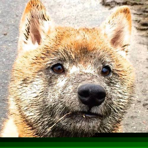 铁卫头槌定江山，神话国度续传奇