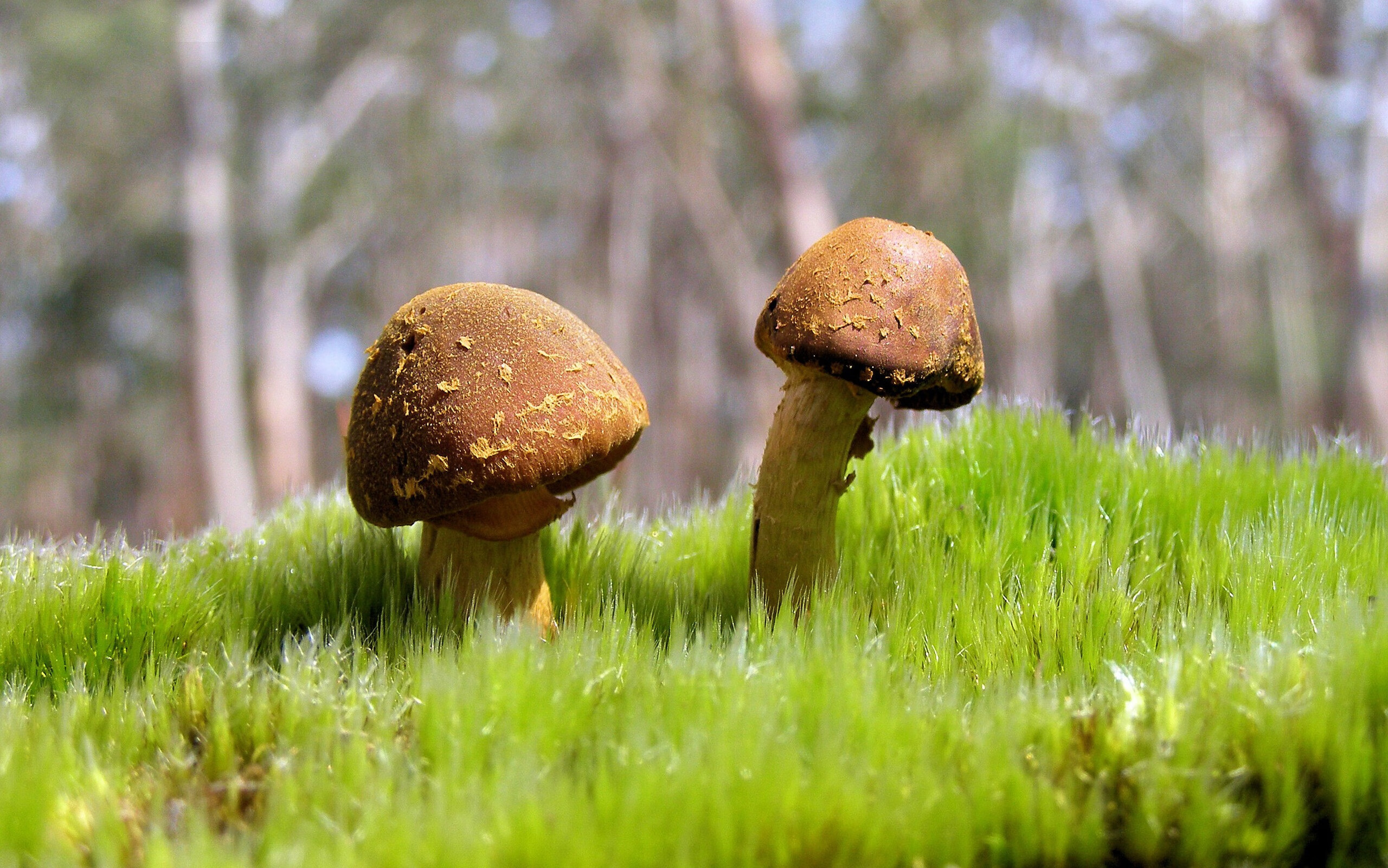 血战圣城，莫兰特加时主宰，爵士攻克马刺魔鬼主场