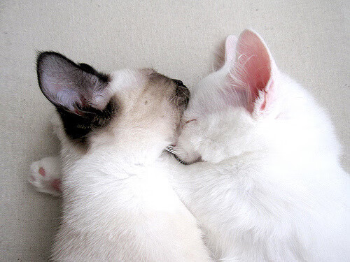 欧战烽火，戈麦斯一夫当关，塞维利亚铁壁封锁法兰西