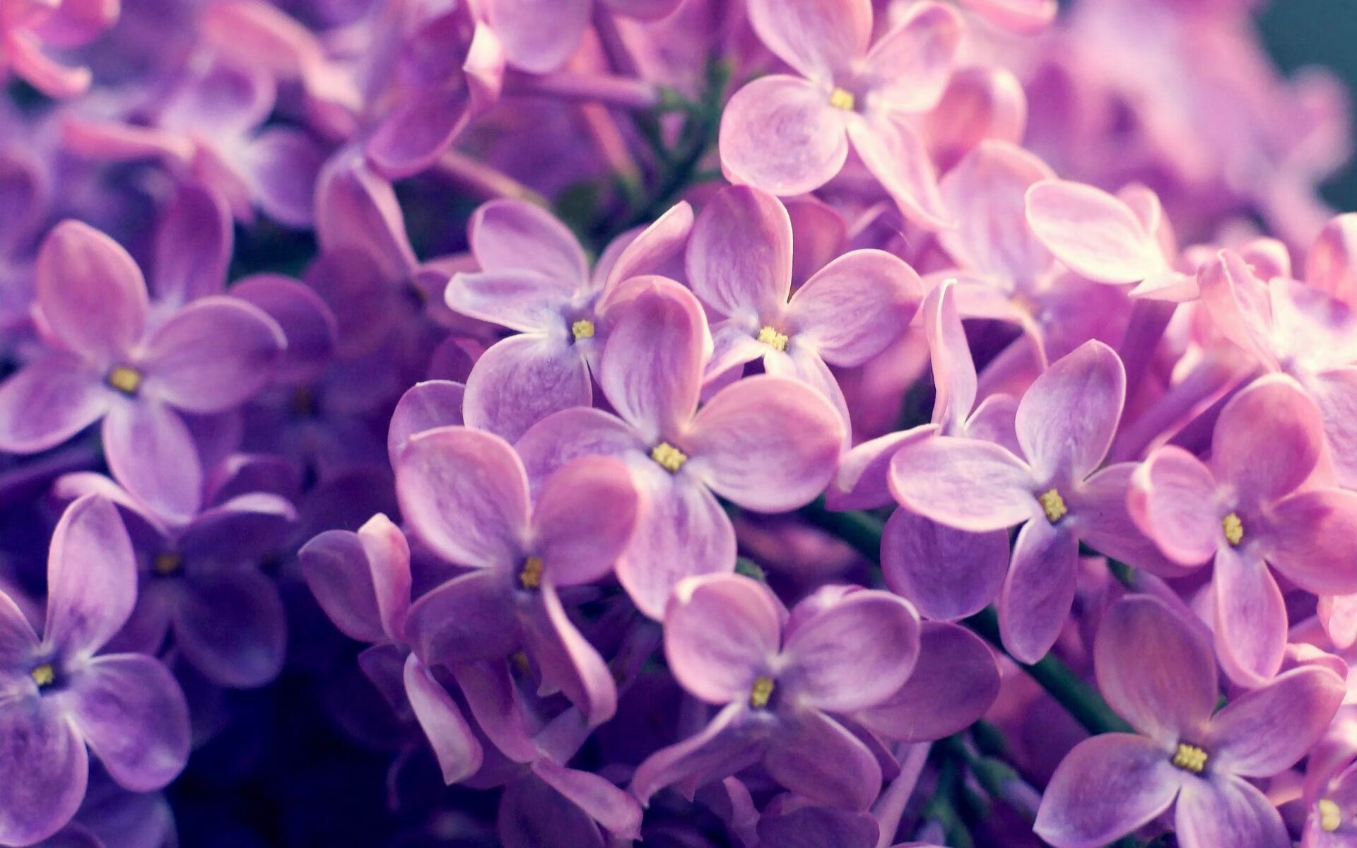 时间的漩涡,当里昂终结新西兰,若日尼奥已在欧冠决赛接管