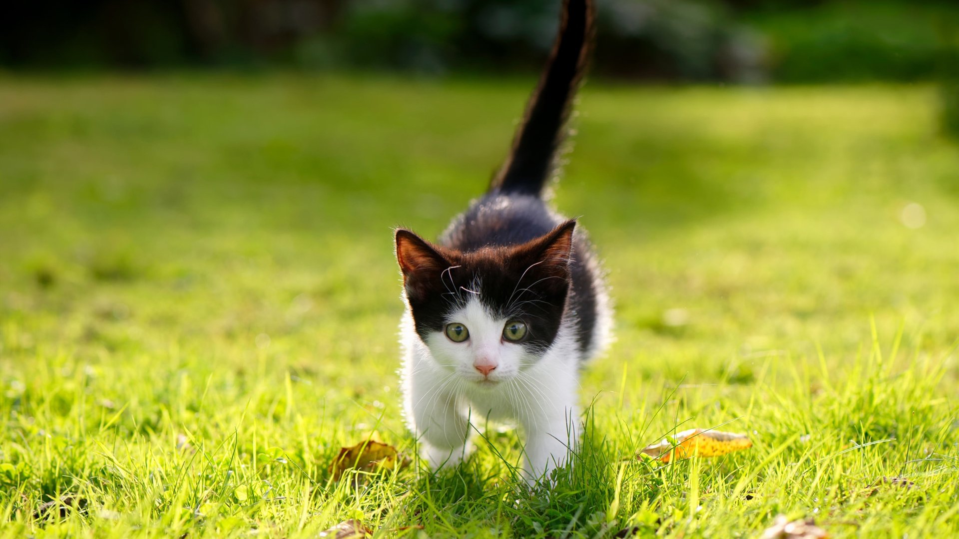 死地归来的亡命徒,布伦森的救赎匕首,刺穿了骑士的钢铁防线