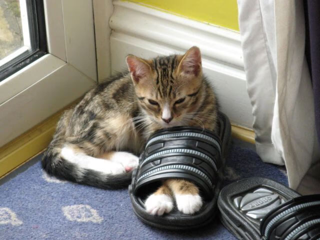 当迈阿密热火的战术锋刃,遇上东方的太极推手—布克如何定义攻防转换的唯一性?