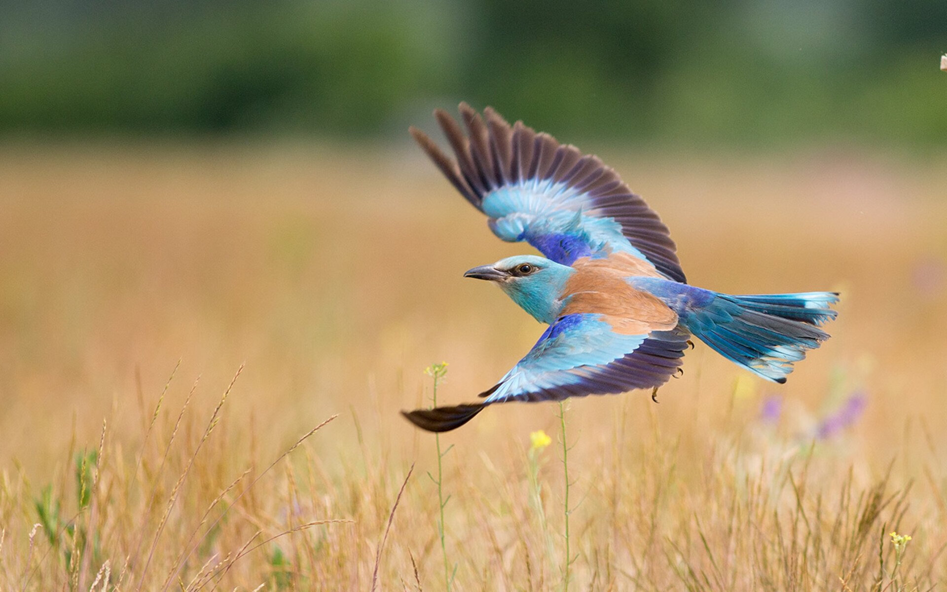 西决生死战之夜，孔德用一场黄金数据写下最痛彻心扉的注脚